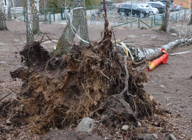 Barn under träd i Stockholm | Expressen
