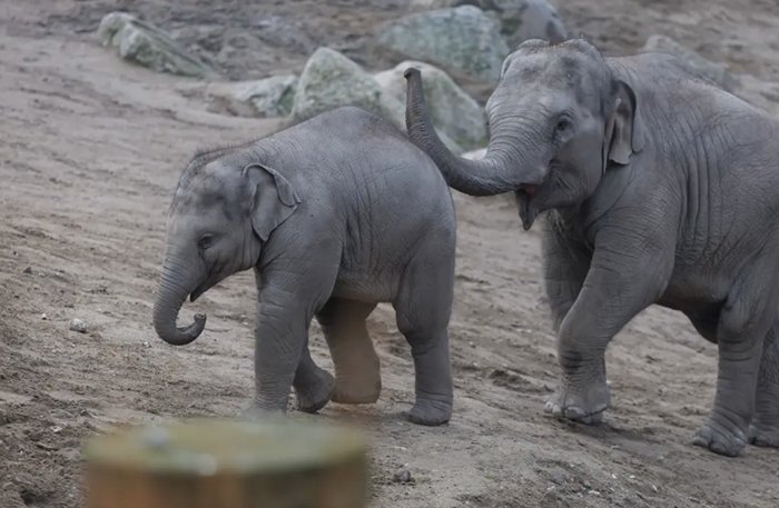 Elefantungen Chin på Köpenhamn zoo död