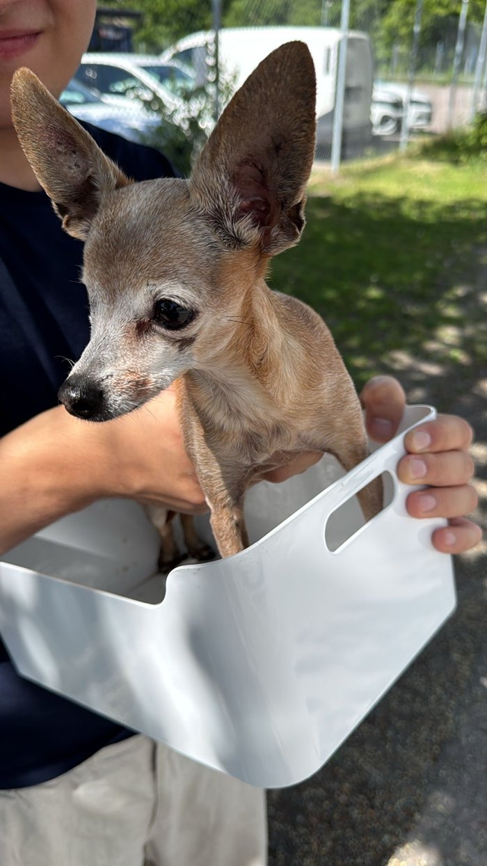 K&auml;nner du igen hunden?