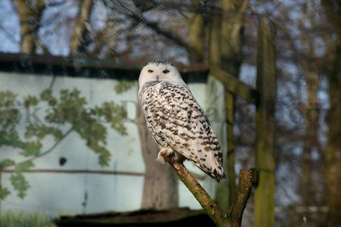 Djuren kan vara utdöda