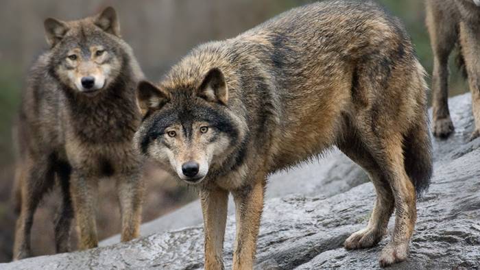 Vargjakten stoppas av förvaltningsrätten