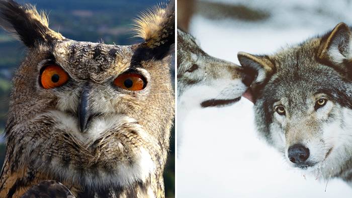 Djurparken bommade igen: 