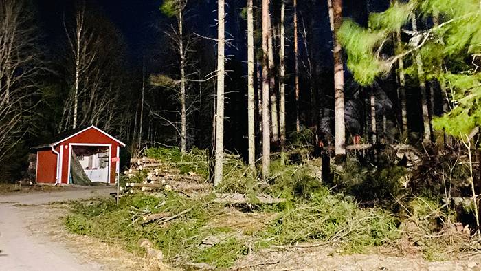 Man d&ouml;d av fallande tr&auml;d