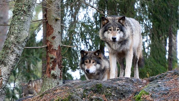 Så många vargar får skjutas i vinter
