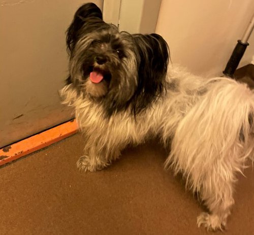 K&auml;nner du igen hunden?