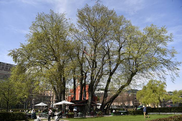Biologen: Därför stinker det i Kungsträdgården i Stockholm