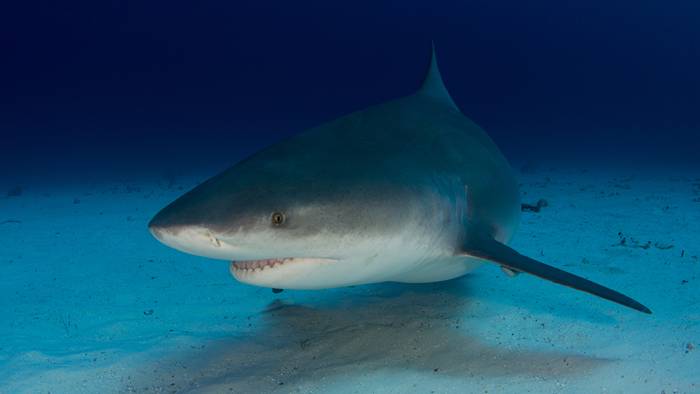 Kvinna död i hajattack i Australien